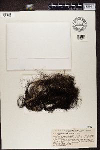 Bryoria fuscescens image