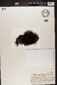 Bryoria fuscescens image