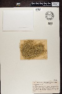 Evernia divaricata image