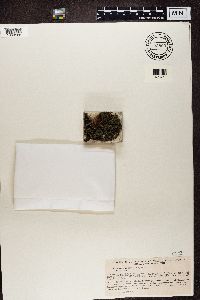 Trapeliopsis granulosa image