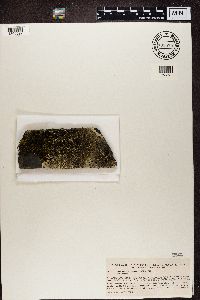 Xanthoparmelia conspersa image