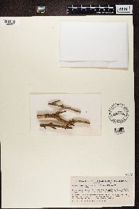 Caloplaca cerina image