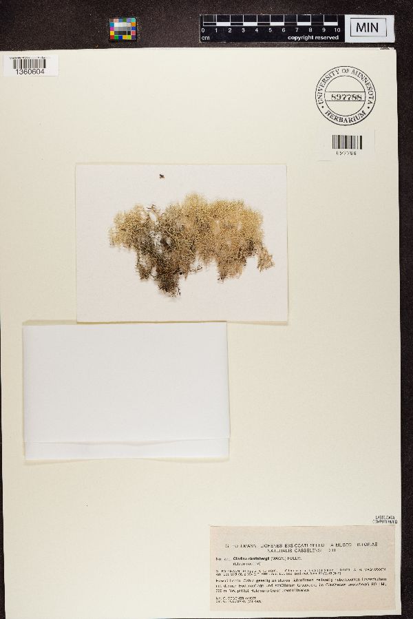 Cladina skottsbergii image