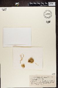 Ramalina farinacea image