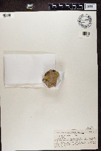 Chaenotheca trichialis image