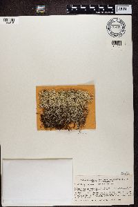 Media resource of Cladina macaronesica