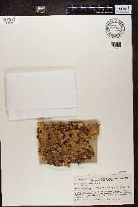 Lobaria pulmonaria image