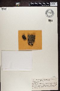 Mycoblastus sanguinarius image