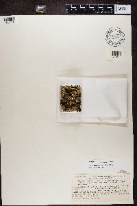 Peltigera polydactyla image