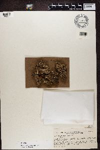Peltigera rufescens image