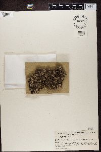 Parmelia saxatilis image