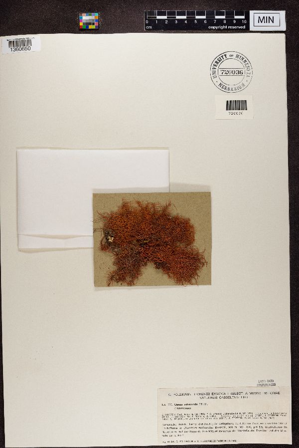 Usnea rubicunda image