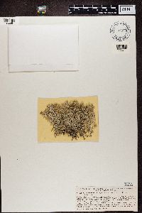 Cladina arbuscula image