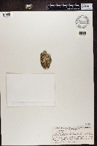 Thumbnail image of current specimen