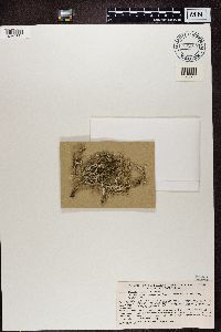 Cladonia furcata image