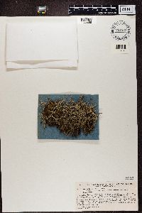 Cladonia furcata image