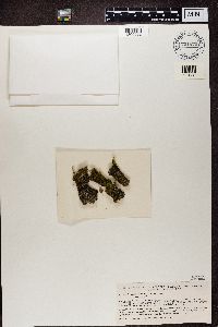 Normandina pulchella image