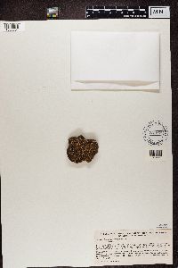 Psora decipiens image