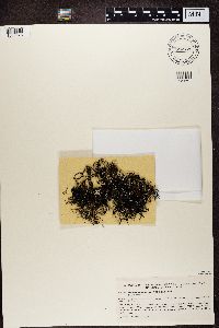 Everniastrum cirrhatum image