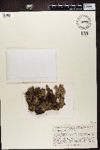 Lobaria scrobiculata image