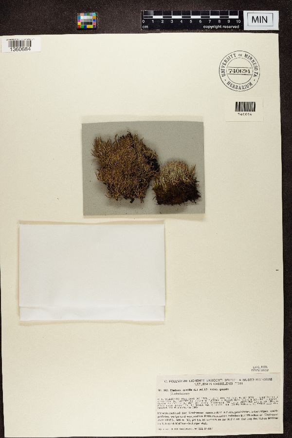 Cladonia gracilis subsp. gracilis image