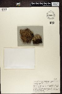 Cladonia gracilis image