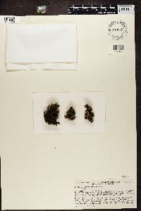 Leptogium saturninum image
