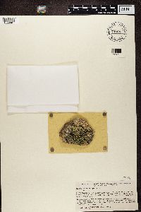 Rhizocarpon geographicum image