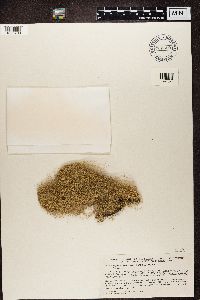 Bryoria capillaris image