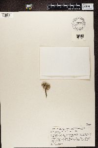 Media resource of Heterodermia comosa