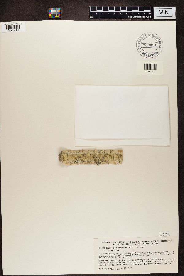 Leptorhaphis epidermidis image