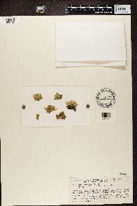 Ramalina pollinaria image