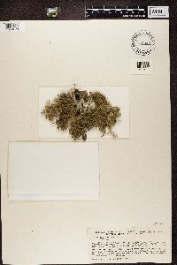 Usnea hirta image