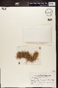 Ramalina nematodes image