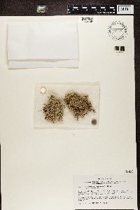 Stereocaulon tomentosum image