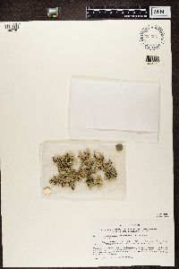 Xanthoparmelia chlorochroa image