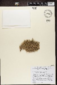 Roccellaria mollis image