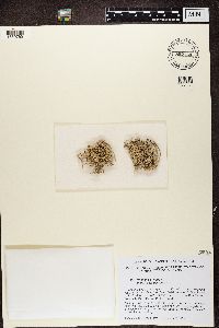 Roccella phycopsis image