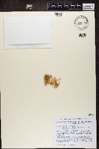 Ramalina farinacea image