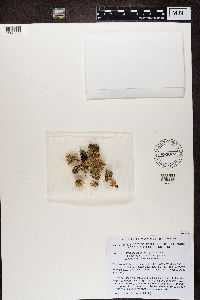 Ramalina pollinaria image