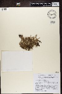 Cladonia multiformis image