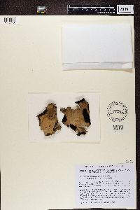 Umbilicaria mammulata image