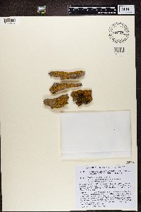 Xanthoria fallax image