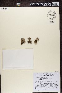 Cladonia cariosa image