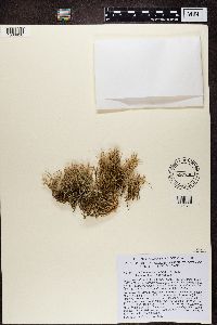 Cladonia scabriuscula image