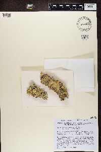 Flavoparmelia caperata image