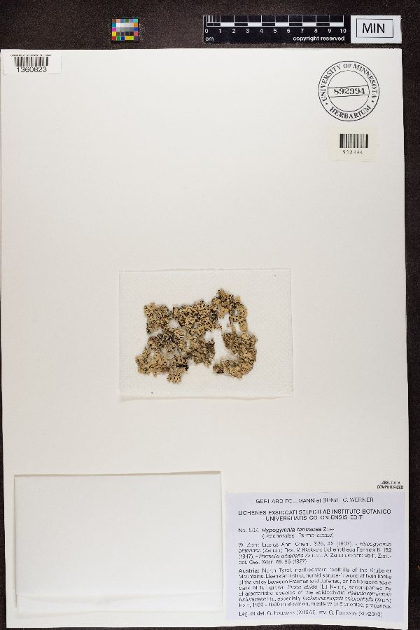 Hypogymnia farinacea image