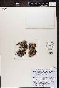 Hypogymnia vittata image