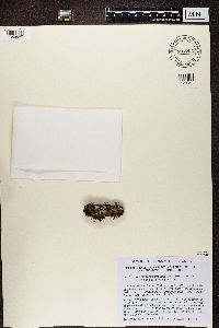 Megaspora verrucosa image