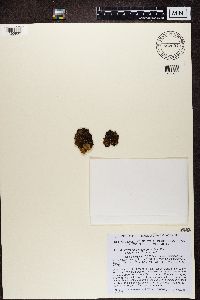 Physconia muscigena image